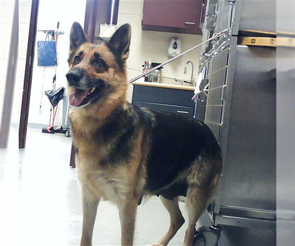 Medium Photo #1 German Shepherd Dog Puppy For Sale in Fayetteville, NC, USA