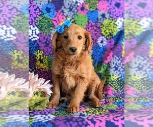 Goldendoodle (Miniature) Puppy for sale in KIRKWOOD, PA, USA