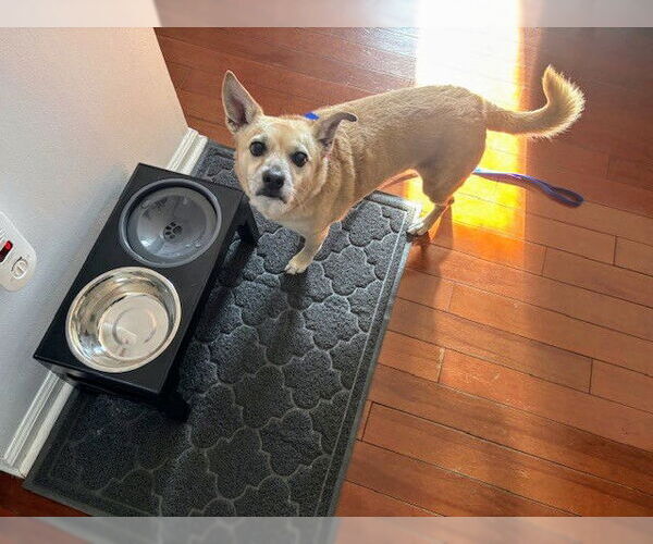 Medium Photo #10 Pembroke Welsh Corgi-Unknown Mix Puppy For Sale in Rockaway, NJ, USA
