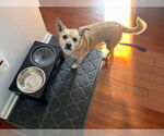 Small #9 Pembroke Welsh Corgi Mix