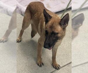 German Shepherd Dog Dogs for adoption in Tallahassee, FL, USA