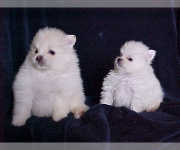 Medium Photo #3 Pomeranian Puppy For Sale in APPLE VALLEY, CA, USA