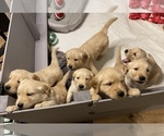 Small Photo #10 Golden Retriever Puppy For Sale in SMITHVILLE, TX, USA
