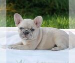 Small #3 French Bulldog