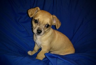 Chihuahua Puppy for sale in VENUS, TX, USA