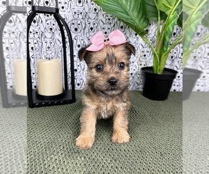 Yorkshire Terrier Puppy for sale in FRANKLIN, IN, USA