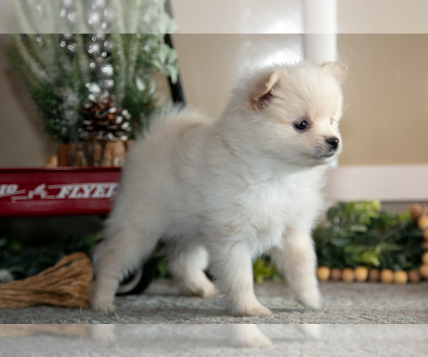 Medium Photo #3 Pomeranian Puppy For Sale in NAPPANEE, IN, USA