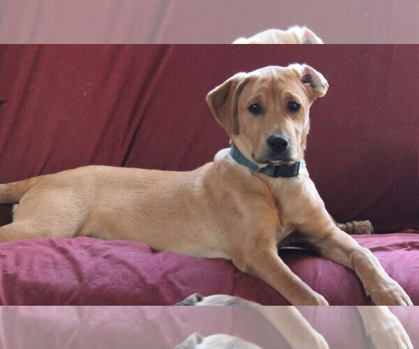 Medium Photo #2 Boxer-Unknown Mix Puppy For Sale in Burnsville, MN, USA