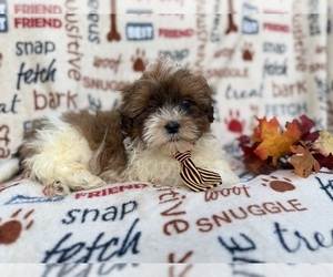 Shih-Poo Puppy for sale in LAKELAND, FL, USA