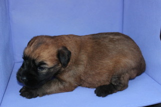 Soft Coated Wheaten Terrier Puppy for sale in POTTERSVILLE, MO, USA