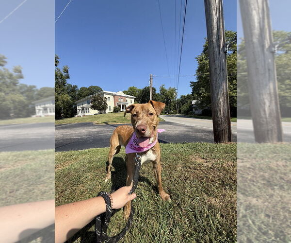 Medium Photo #11 American Pit Bull Terrier-American Staffordshire Terrier Mix Puppy For Sale in Evansville, IN, USA