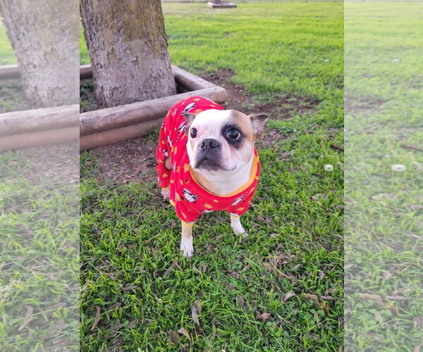 Medium Photo #2 Boston Terrier Puppy For Sale in Little Elm, TX, USA