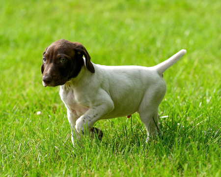 Medium Photo #1 German Shorthaired Pointer Puppy For Sale in SAINT JOHN, WA, USA