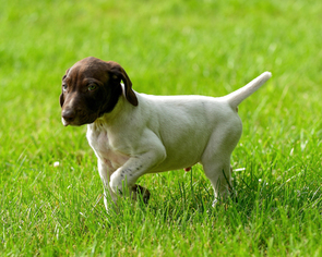 German Shorthaired Pointer Puppy for sale in SAINT JOHN, WA, USA