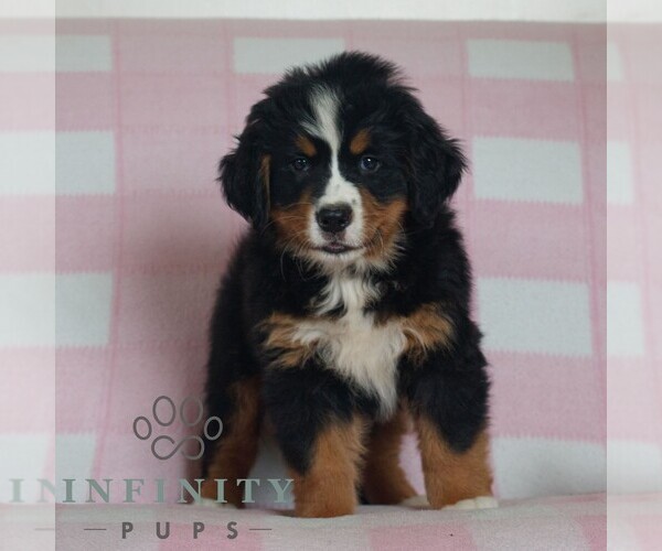 Medium Photo #3 Bernese Mountain Dog Puppy For Sale in ATGLEN, PA, USA