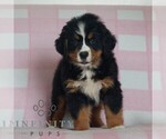 Small #2 Bernese Mountain Dog