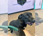 Small #6 Labrador Retriever Mix