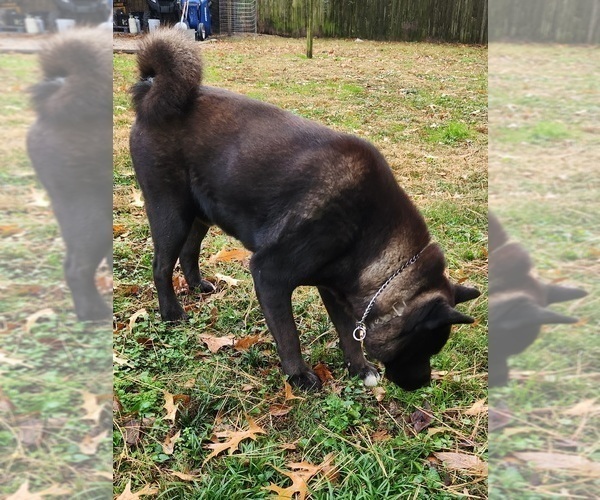 Medium Photo #1 Akita Puppy For Sale in MEM, TN, USA