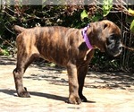 Small #2 Boxer