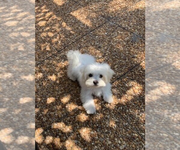 Medium Photo #3 Maltese Puppy For Sale in DELTONA, FL, USA