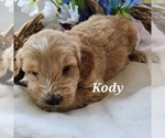 Small Photo #6 Goldendoodle (Miniature) Puppy For Sale in REED CITY, MI, USA