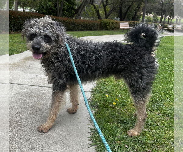 Medium Photo #4 Poodle (Standard)-Unknown Mix Puppy For Sale in Newport Beach, CA, USA