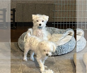 Father of the Maltese puppies born on 02/23/2025