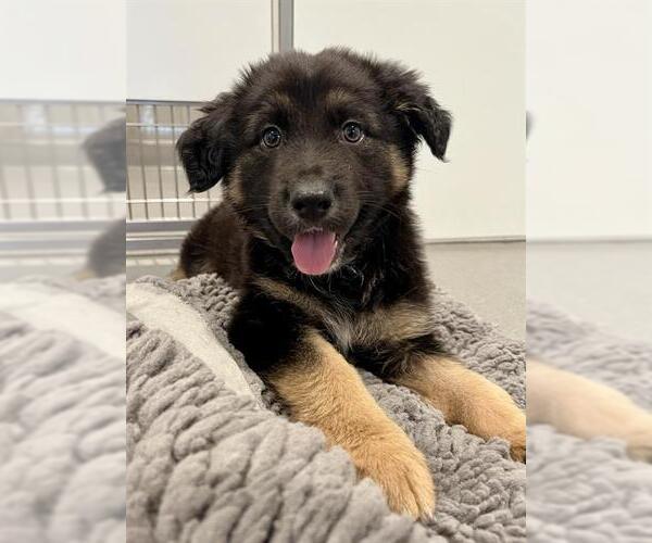 Medium Photo #1 German Shepherd Dog Puppy For Sale in San Francisco, CA, USA