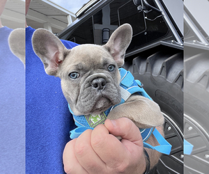 French Bulldog Puppy for sale in FORT MYERS, FL, USA