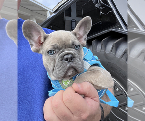 Medium French Bulldog