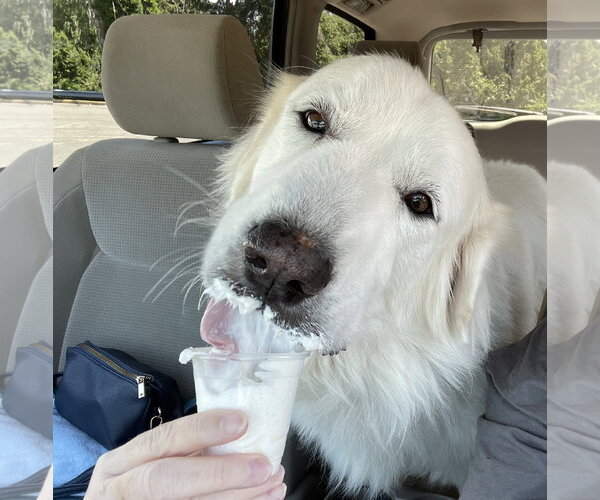Medium Photo #5 Great Pyrenees Puppy For Sale in Spring, TX, USA