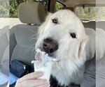 Small #4 Great Pyrenees
