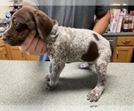 Small Photo #11 German Shorthaired Pointer Puppy For Sale in ALBEMARLE, NC, USA