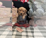 Small Photo #29 Golden Retriever Puppy For Sale in LAKELAND, FL, USA