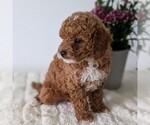 Small #11 Goldendoodle (Miniature)