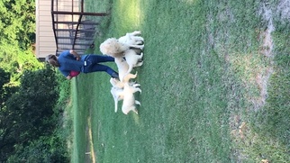 Great Pyrenees Puppy for sale in KAUFMAN, TX, USA