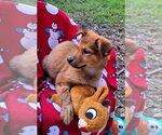 Small #1 Australian Shepherd Mix