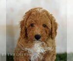 Image preview for Ad Listing. Nickname: Oliver