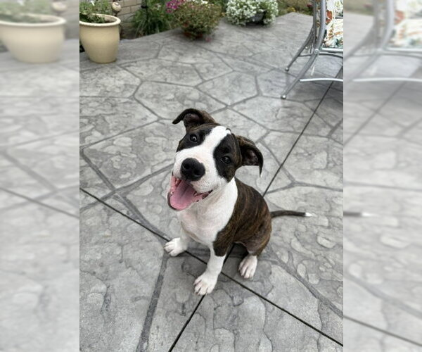 Medium Photo #2 American Pit Bull Terrier-Unknown Mix Puppy For Sale in Belleville, MI, USA