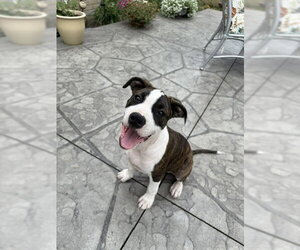 Petunia - Female American Pit Bull Terrier-Unknown Mix Dog for Adoption - Photo #2