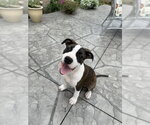 Small #1 American Pit Bull Terrier Mix