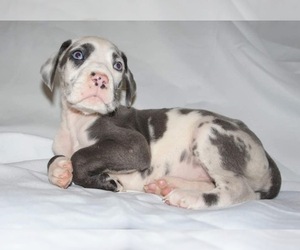 Great Dane Puppy for sale in KINGSPORT, TN, USA