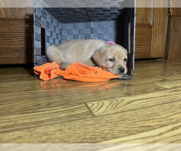 Full screen Photo #9 Labrador Retriever Puppy For Sale in CADWELL, IL, USA