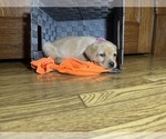 Small Photo #9 Labrador Retriever Puppy For Sale in CADWELL, IL, USA