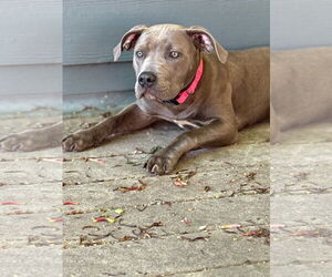 American Pit Bull Terrier Dogs for adoption in St. Louis Park, MN, USA