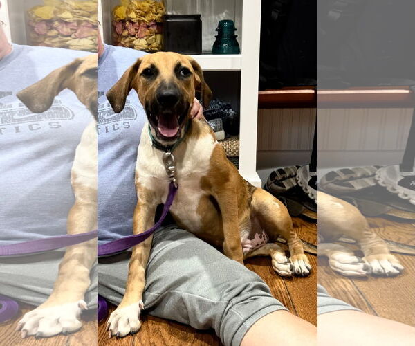 Medium Photo #2 Great Dane-Unknown Mix Puppy For Sale in Germantown, OH, USA