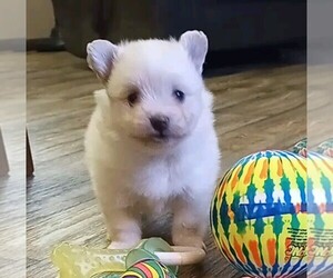 Maltipom Puppy for sale in SORENTO, IL, USA