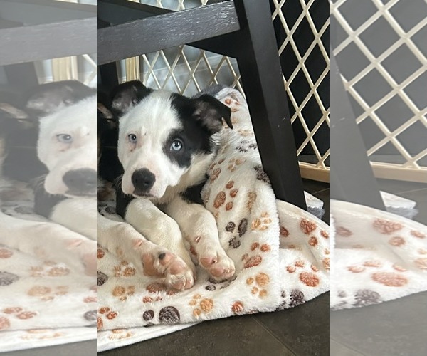 Medium Photo #1 Labsky Puppy For Sale in Mechanicsburg, PA, USA