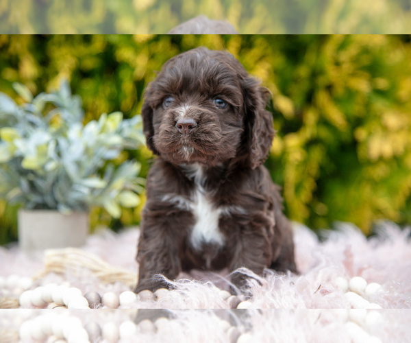 Medium Photo #1 Cocker Spaniel Puppy For Sale in NAPPANEE, IN, USA