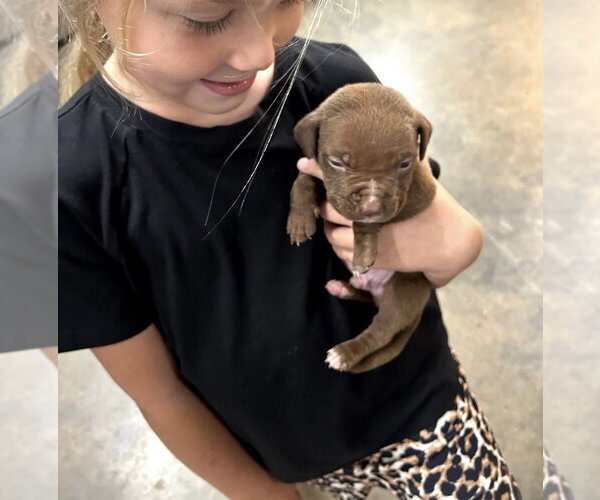 Medium Photo #2 Mutt Puppy For Sale in Mooresville, NC, USA